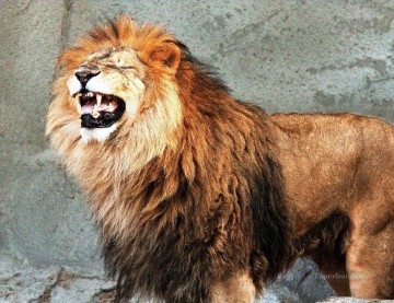 動物 Painting - ライオン14